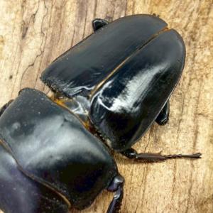 国産オオクワガタ オス 【能勢SR血統】大型血...の詳細画像4
