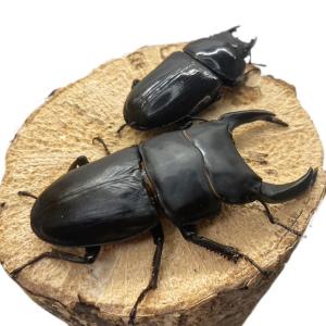 オオクワガタ 【能勢SR】 特大サイズ 85〜86mm メス 50mm以上 大型血統 国産 販売 生体 成虫 オス メス ペア 個体 ブリード 個体 大型 中型 国産 繁殖 昆虫