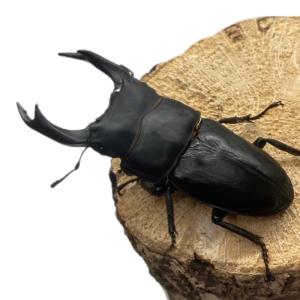 オオクワガタ 【能勢SR】 特大サイズ 85〜...の詳細画像1