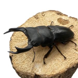 オオクワガタ 【能勢SR】 特大サイズ 85〜...の詳細画像2