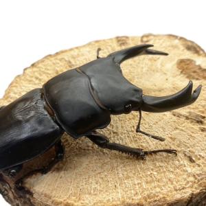 オオクワガタ 【能勢SR】 特大サイズ 85〜...の詳細画像5