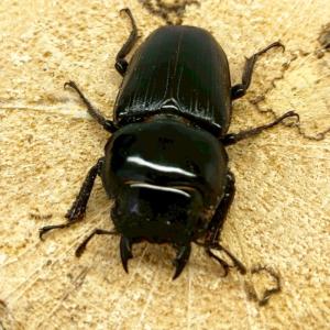 オオクワガタ 【能勢SR】 メス 54〜55mm 大型血統 国産 販売 生体 成虫 メス 個体 ブリード 個体 大型 中型 小型 国産 繁殖 昆虫 srm006