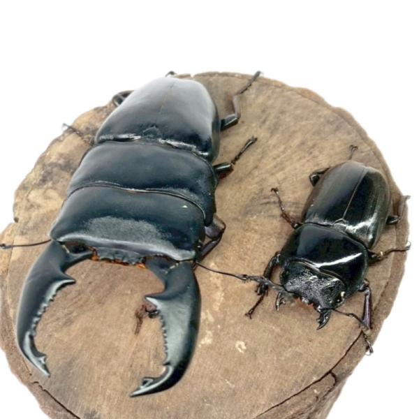 スマトラオオヒラタ ペア オス メス 【アチェ産】 極太血統 【現物画像/オス】 外国産 販売 生体...