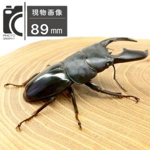 スマトラオオヒラタ オス 【アチェ産】 極太血...の詳細画像2