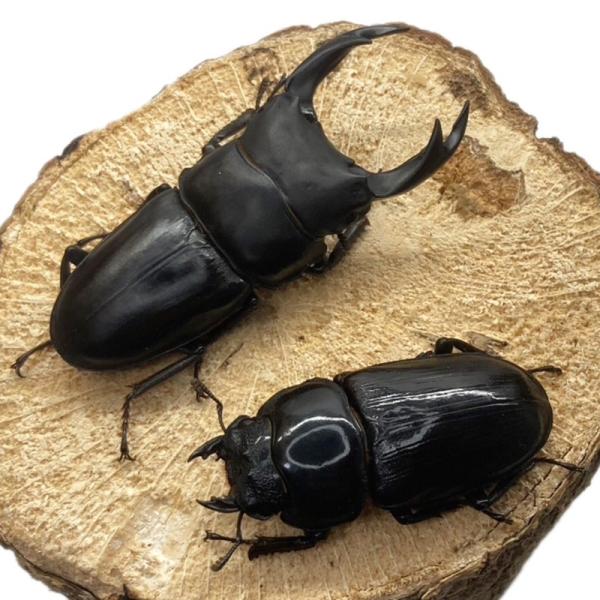 オオクワガタ  【能勢YG】 オス 70mm〜 メス フリー 大型血統 国産 販売 生体 成虫 オス...