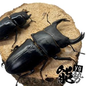 オオクワガタ 【能勢YG】 オス 60〜65mm...の商品画像