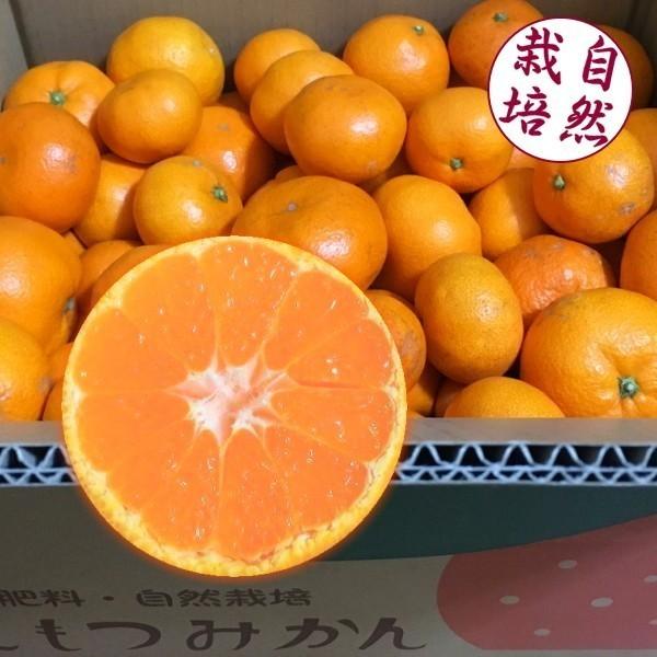 自然栽培 蔵出し温州みかん（和歌山産/サイズ混合） 約1kg（10〜14個）　無農薬 無肥料