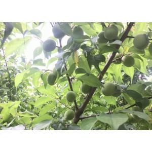 自然栽培 南高梅 梅干し 250g 無添加 農...の詳細画像4