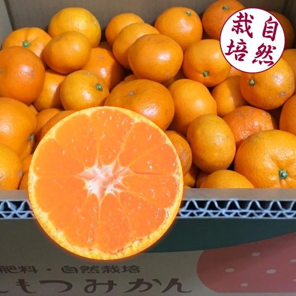 自然栽培 蔵出し温州みかん（和歌山産/サイズ混合） 約5kg　無農薬 無肥料