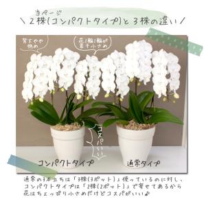 胡蝶蘭 中輪〜中大輪3本立ち(2株) <コンパ...の詳細画像3