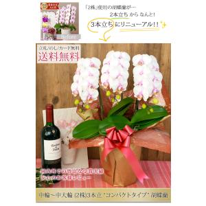 胡蝶蘭 中輪〜中大輪3本立ち(2株) <コンパ...の詳細画像1