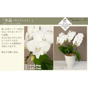 胡蝶蘭 中輪〜中大輪3本立ち(2株) <コンパ...の詳細画像4