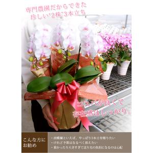 胡蝶蘭 中輪〜中大輪3本立ち(2株) <コンパ...の詳細画像2
