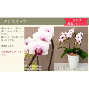 胡蝶蘭 中輪〜中大輪3本立ち(2株) <コンパ...の詳細画像5