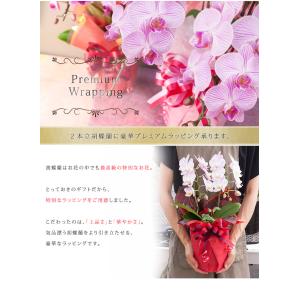 【ラッピングのみ!胡蝶蘭は付きません!植物と同...の詳細画像1