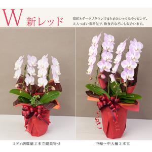 【ラッピングのみ!胡蝶蘭は付きません!植物と同...の詳細画像4