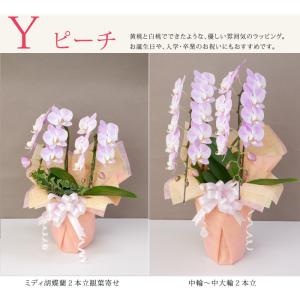 【ラッピングのみ!胡蝶蘭は付きません!植物と同...の詳細画像5