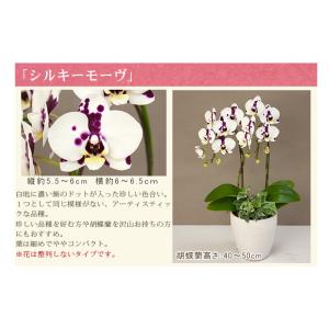 胡蝶蘭 ミディ2本立ち観葉寄せ 6000円税込...の詳細画像3