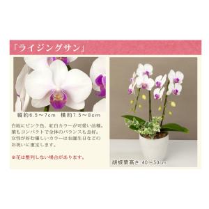 胡蝶蘭 ミディ2本立ち観葉寄せ 6000円税込...の詳細画像2