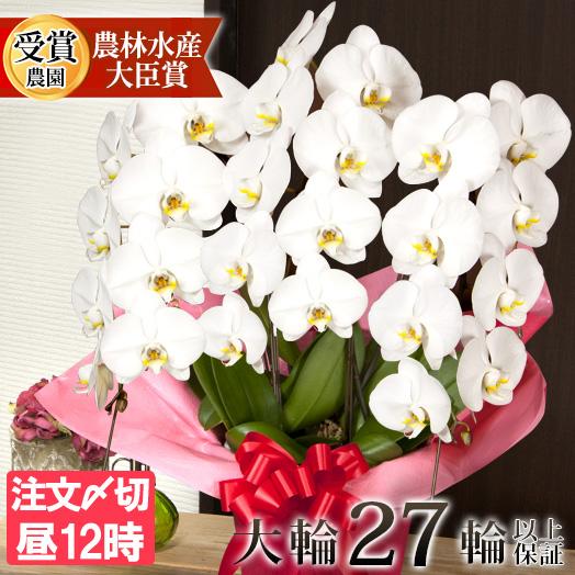胡蝶蘭 大輪 3本立ち 蕾含む27輪以上 お祝い 開店祝い 結婚記念日 金婚式 お歳暮 お年賀 迎春...