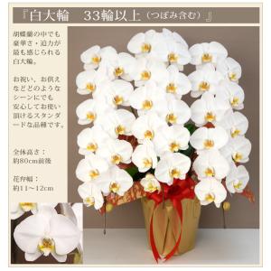 胡蝶蘭 大輪 3本立ち 33輪以上(蕾含む) ...の詳細画像1