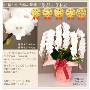 【北海道宛専用】 胡蝶蘭 中輪〜中大輪「氷晶」...の詳細画像3