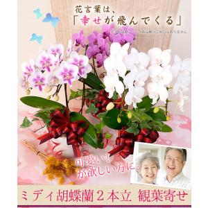 【2026敬老の日限定】 ミディ胡蝶蘭2本立ち...の詳細画像1