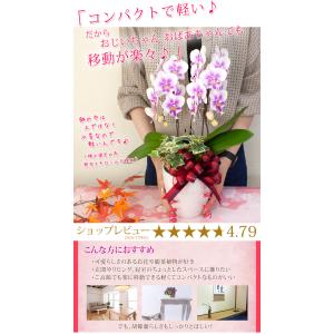 【2026敬老の日限定】 ミディ胡蝶蘭2本立ち...の詳細画像2