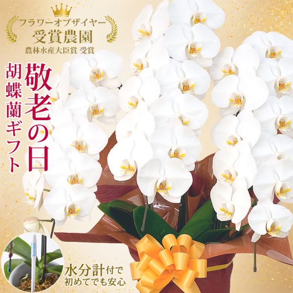 ＼まだ間に合う！9/19(土)11:59迄／【2026敬老の日限定】 大輪胡蝶蘭 3本立ち 30輪以...