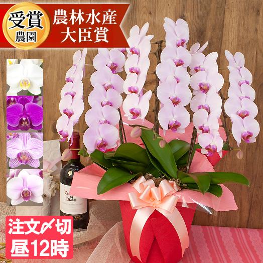 胡蝶蘭 中輪〜中大輪３本立ち 蕾含む36輪以上 品種選べる お祝い 結婚記念日 金婚式 就任祝 昇進...