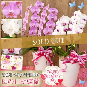 ★【ポイント5倍】★ 母の日限定 胡蝶蘭 中輪〜中大輪 2本立 リボン付 20輪以上 送料無料 ギフト プレゼント 2025 花 鉢花 鉢植え [r-m2025-B]