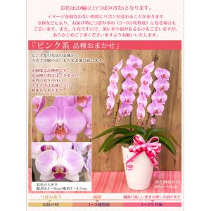 【2026母の日限定】 水分計サスティー付♪ ...の詳細画像3