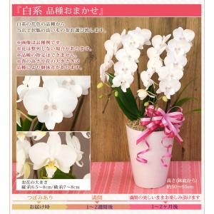 【2026母の日限定】 水分計サスティー付♪ ...の詳細画像4