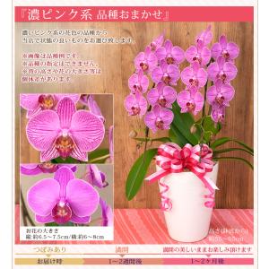 【2026母の日限定】 水分計サスティー付♪ ...の詳細画像5