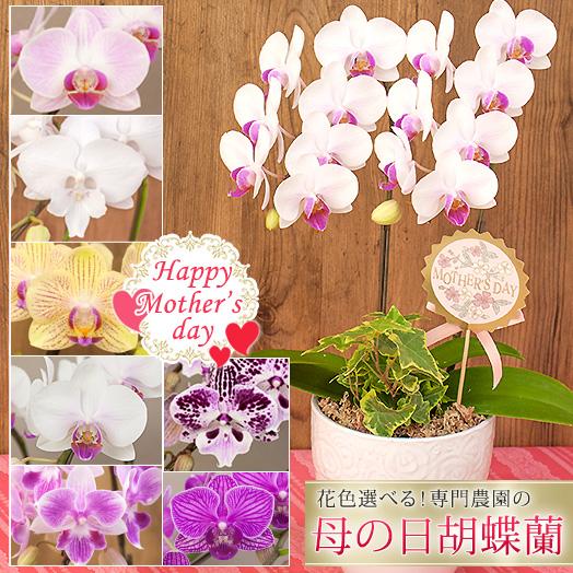 【2026母の日限定】 胡蝶蘭 ミディ ２本立 観葉寄せ 14輪以上 花色選べる　送料無料 ギフト ...