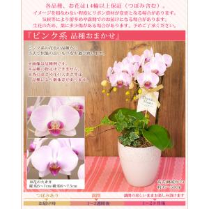 【2026母の日限定】 水分計サスティー付♪ ...の詳細画像2