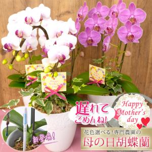 胡蝶蘭さま　専用品☆ 2026 SuperFlower 胡蝶蘭（5万円／4連仕様）