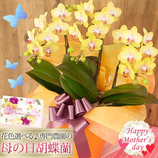【2026母の日限定】 胡蝶蘭 ミディ〜中大輪 ＜コンパクトタイプ(2株)＞３本立 27輪以上 選べ...