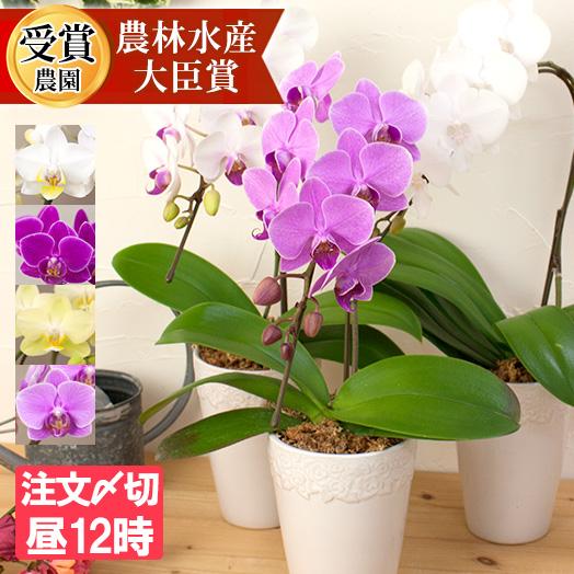 胡蝶蘭 ミディ１本立ち　8輪以上 選べる品種 ミディ〜中輪サイズ ギフト お祝い プレゼント 誕生日...