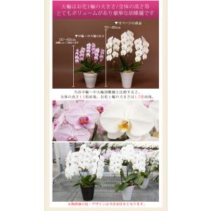 ★今ならボリュームUPも★ 胡蝶蘭 大輪 3本...の詳細画像5