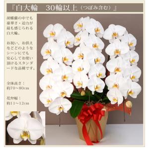 ★今ならボリュームUPも★ 胡蝶蘭 大輪 3本...の詳細画像4