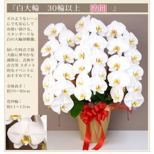 胡蝶蘭 大輪 3本立ち 30輪以上(蕾含む) ...の詳細画像5