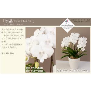 胡蝶蘭 中輪〜中大輪3本立ち 蕾含む27輪以上...の詳細画像1