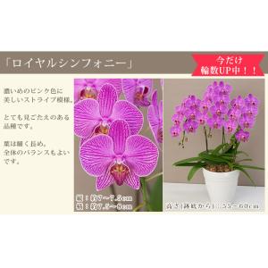 胡蝶蘭 中輪〜中大輪3本立ち 蕾含む27輪以上...の詳細画像2