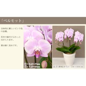 胡蝶蘭 中輪〜中大輪3本立ち 蕾含む27輪以上...の詳細画像5