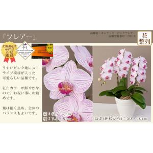 胡蝶蘭 中輪〜中大輪3本立ち 蕾含む27輪以上...の詳細画像3