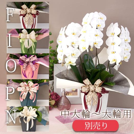 【ラッピングのみ胡蝶蘭は付きません】有料ラッピング≪中大輪〜大輪胡蝶蘭用（物日商品除く）≫ プレミア...