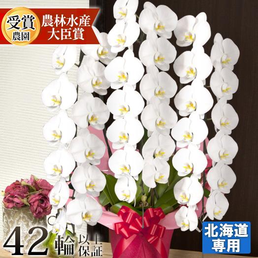 【北海道宛専用】 胡蝶蘭 大輪 3本立 蕾含む42輪以上 25000円 ヤマトまたは自社配送でお届け...
