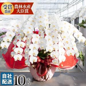 【東海３県（愛知・岐阜・三重）宛 限定】胡蝶蘭 白大輪 10本立ち 安心の自社配送　木札・ラッピングサービス [r-tokubetu10f-fw]