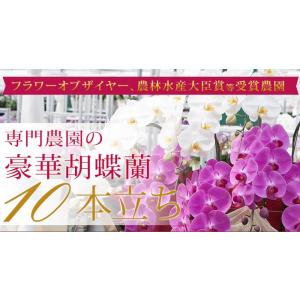 【東海3県(愛知・岐阜・三重)宛 限定】胡蝶蘭...の詳細画像1